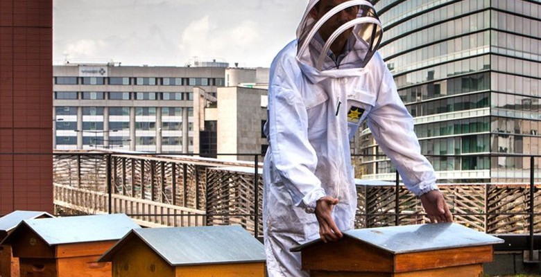 Apiculture urbaine : l’entretien des ruches le printemps