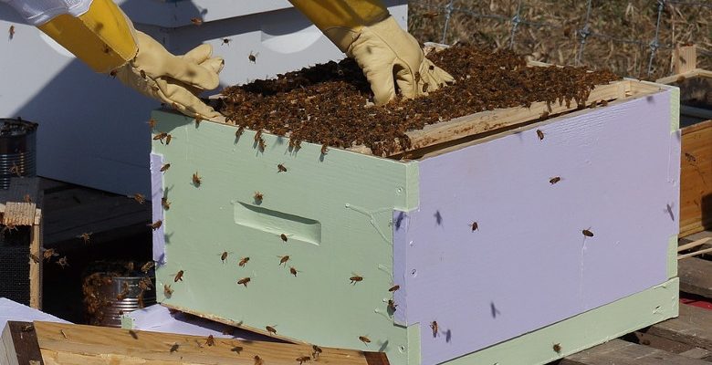 Sauvegarde des abeilles : parrainer une ruche