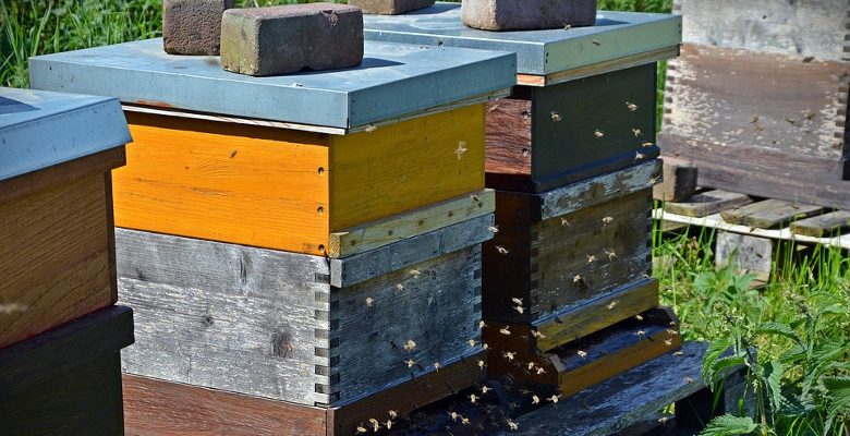 Apiculture urbaine : comment choisir l’emplacement des ruches ?